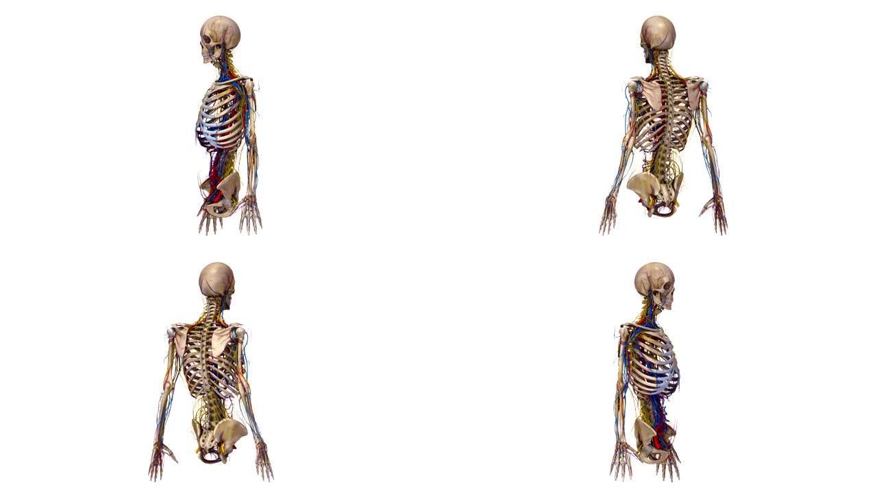 人体骨骼有动脉、静脉和神经