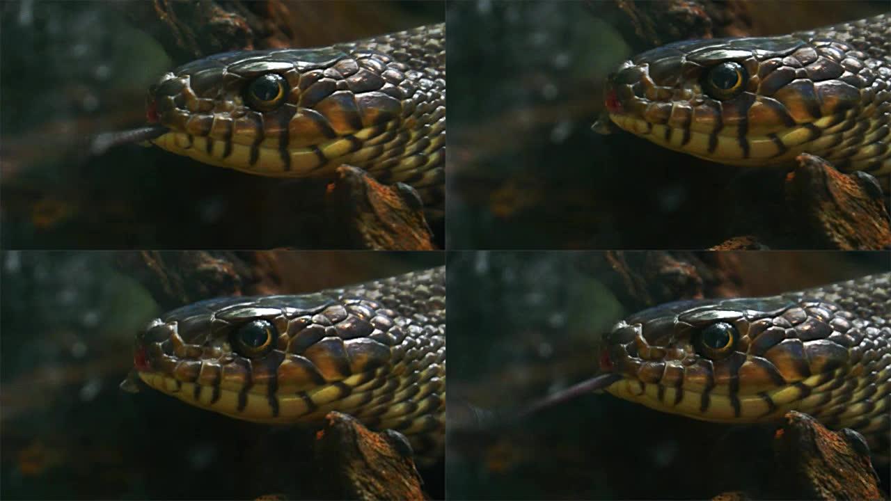 S.E.有毒有毒的眼镜王蛇。亚洲。