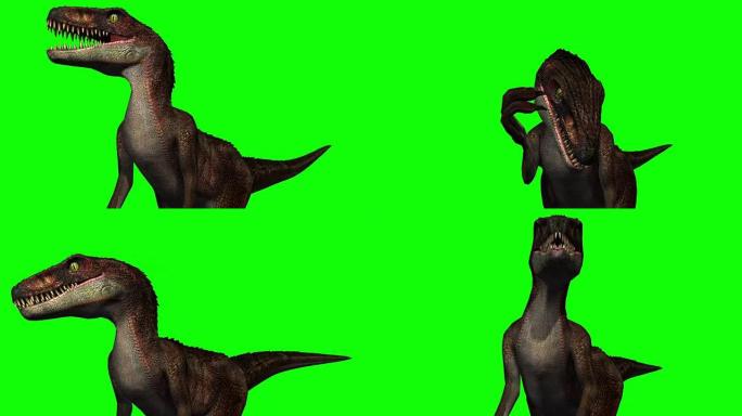 Velocarapor恐龙在运动-绿色屏幕