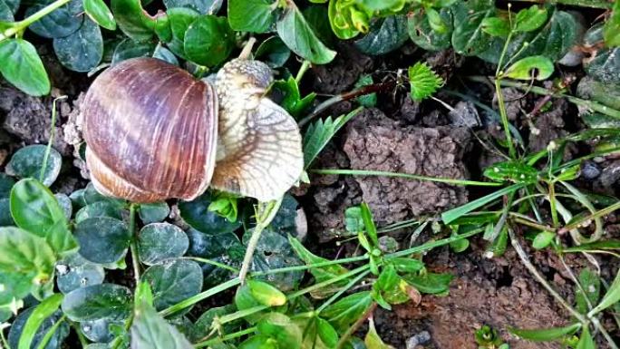 蜗牛在花园里吃绿叶