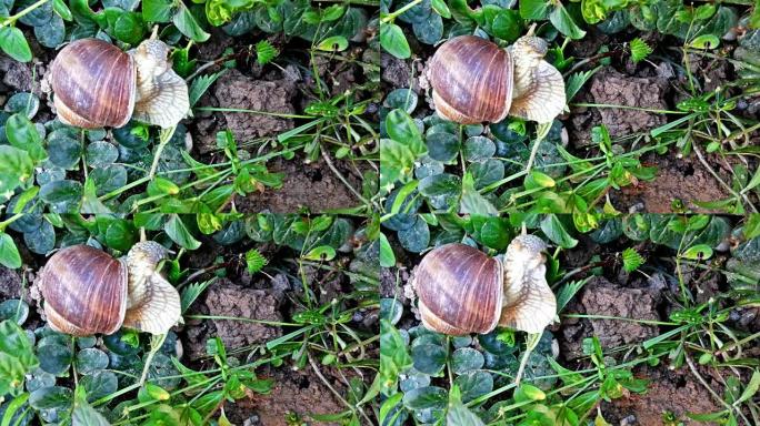 蜗牛在花园里吃绿叶