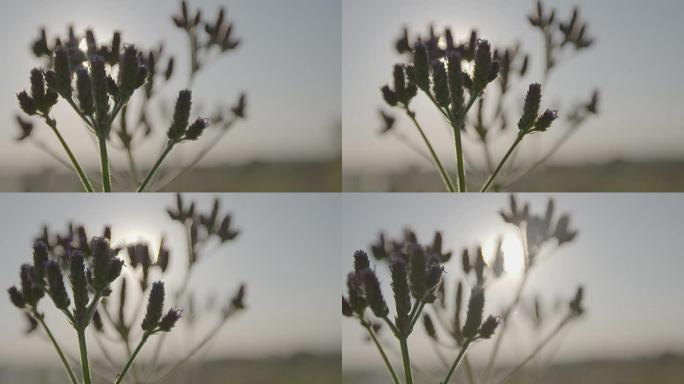 背景为太阳的Lavander