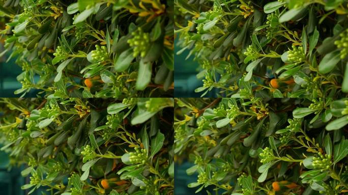 黑山的海桐花灌木和树木。景观设计o