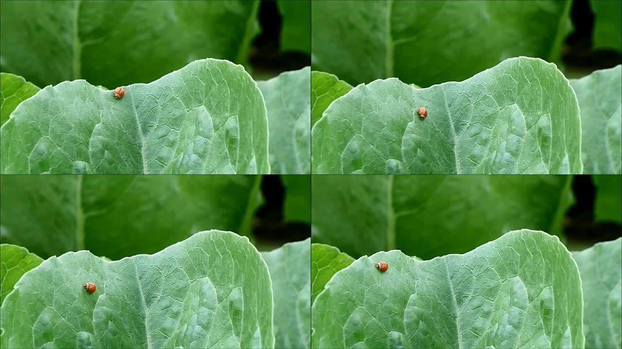 忙碌的红瓢虫在泰国乡村有机农场的绿色菜叶上快速行走