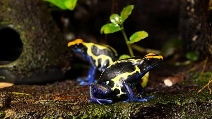 蓝色和黄色的箭毒蛙夫妇
