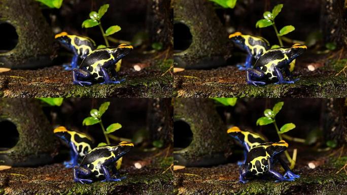 蓝色和黄色的箭毒蛙夫妇
