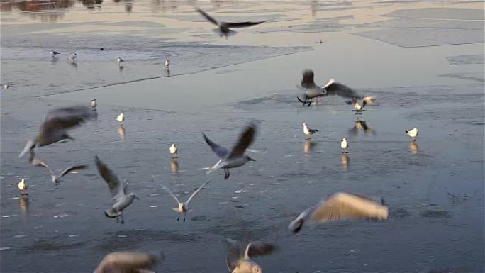 冻水上的鸟群