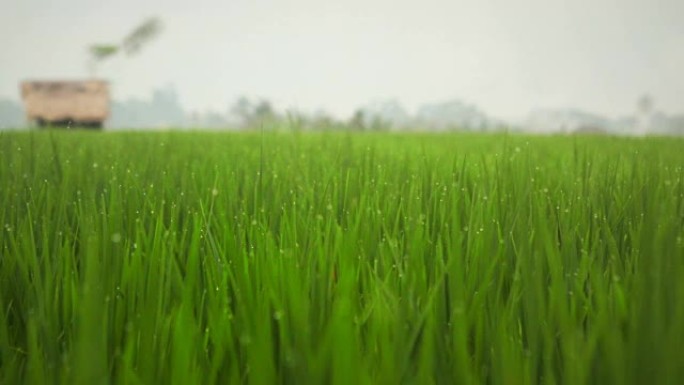 新鲜的雨水滴落在农民房屋的鲜绿色草地上
