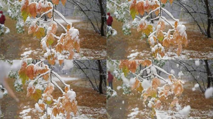 雪从公园积雪覆盖的树枝上缓慢落下