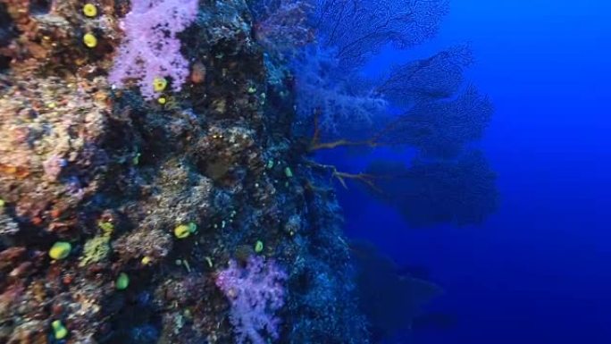 斐济的珊瑚礁旅游胜地海岛度假珊瑚保护