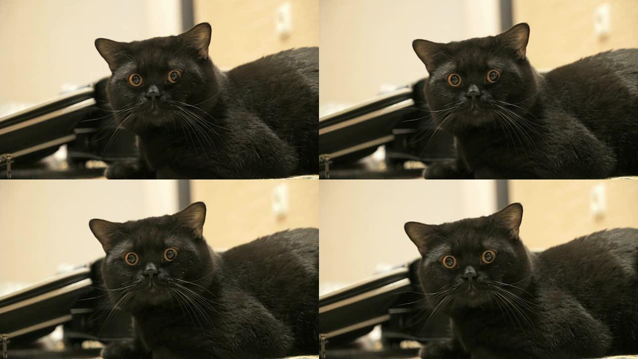 英国黑猫对着镜头摆姿势