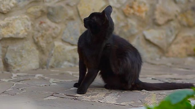 黑猫抓痕