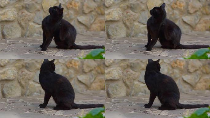 黑猫抓痕