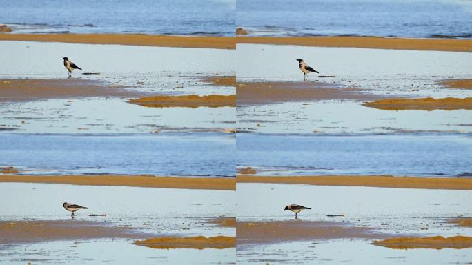乌鸦鸟正在一个大湖附近的水坑里喝水。在背景中，海浪在沙滩上滚动。阳光明媚的夏日早晨。
