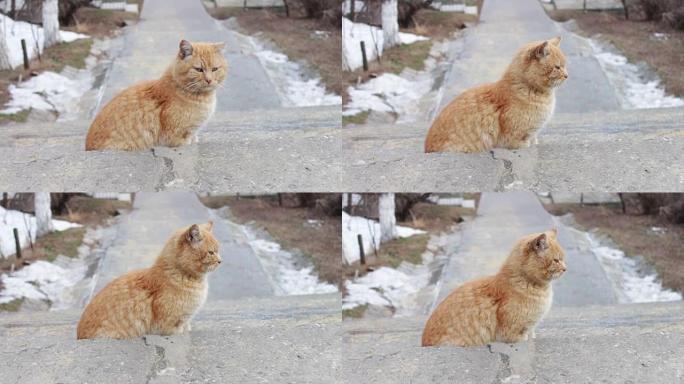 街上无家可归的大猫