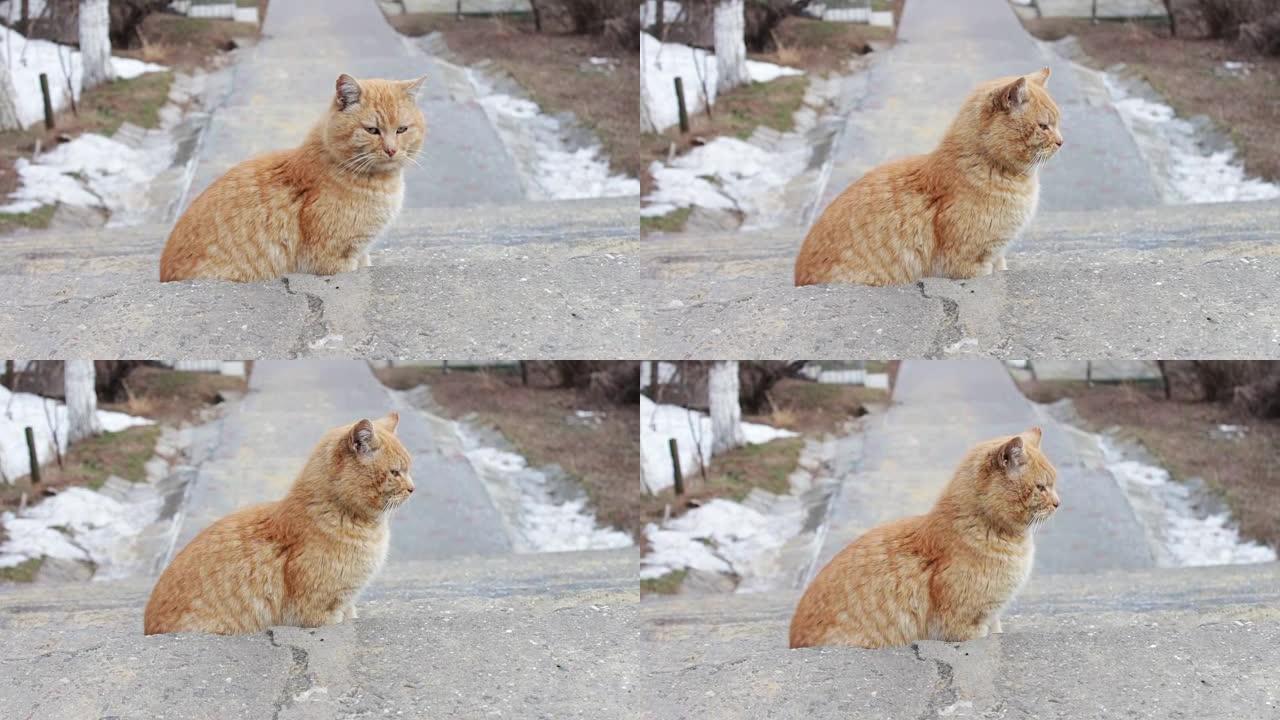 街上无家可归的大猫