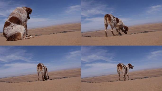 纯种狗在撒哈拉沙漠中疑惑