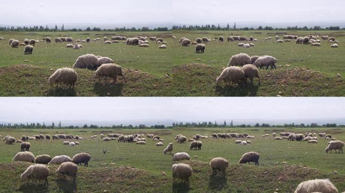 群山背景下的田野里放牧的羊群