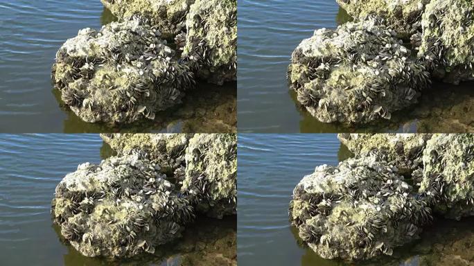 南佛罗里达的一块充满海螺的岩石