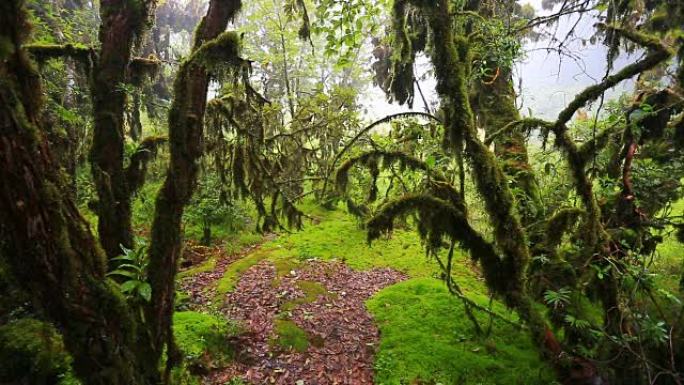 自然公园里有苔藓的雨林