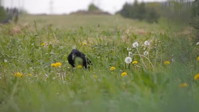 黑乌鸦步行，大绿草，户外镜头