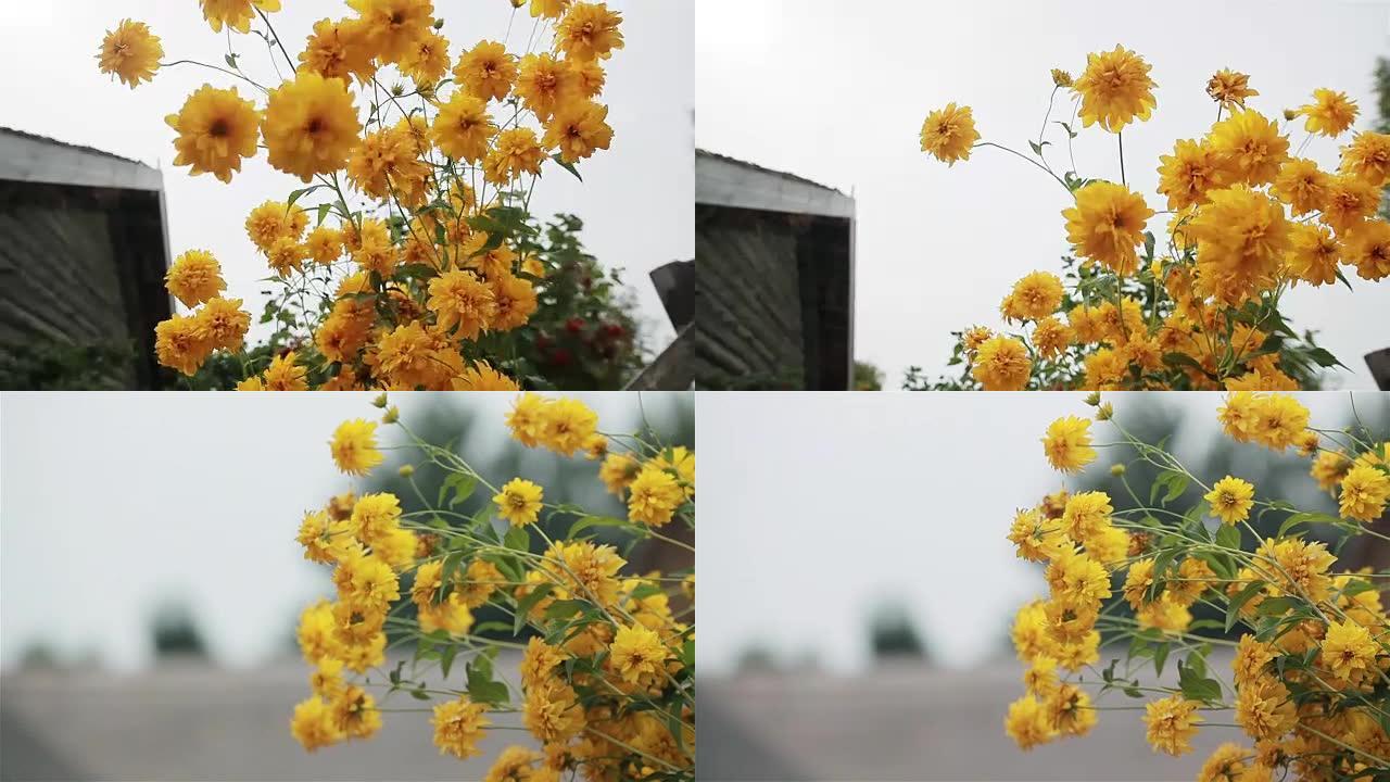 黄花菊花在后院花园里随风摇曳。装饰植物的栽培。垂直平底锅。特写