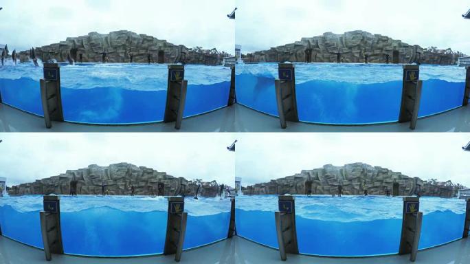 海豚在游泳池中的表演