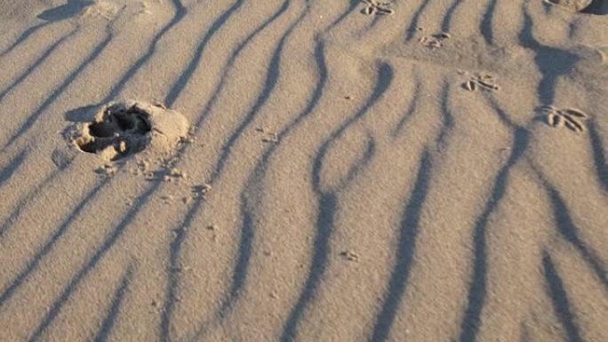 沙子里的爪印
