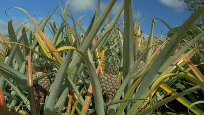 毛里求斯岛蓝天下夏季菠萝植物农场的景色