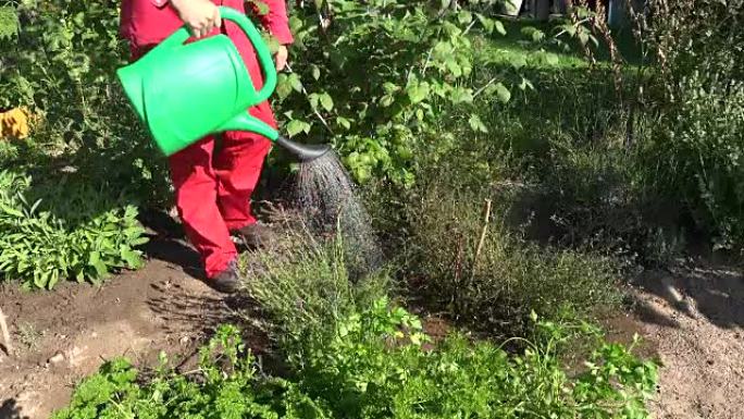 用塑料绿色喷壶在菜园里浇灌草药