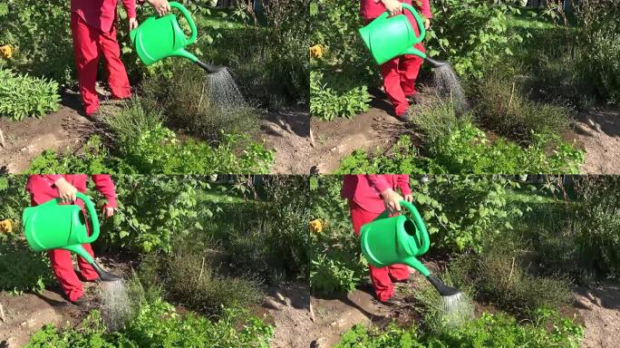 用塑料绿色喷壶在菜园里浇灌草药