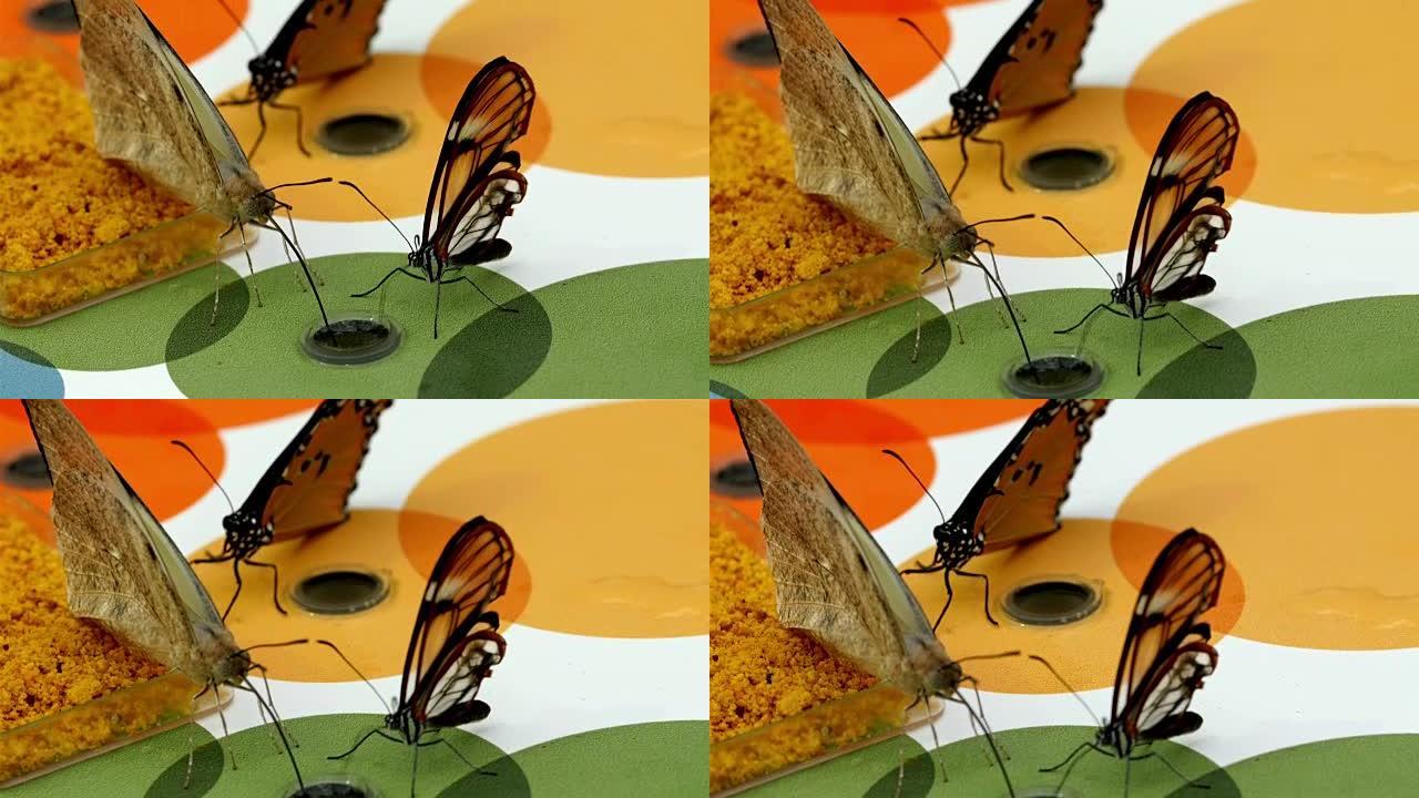 三只棕色的蝴蝶在吸着水