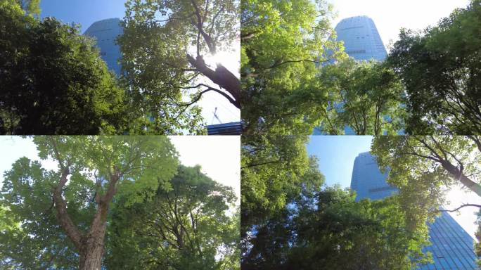 城市景色阳光穿过树叶空镜
