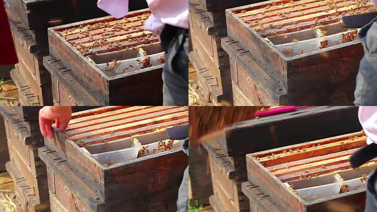 蜜蜂工人在蜜蜂箱中收集蜂蜜