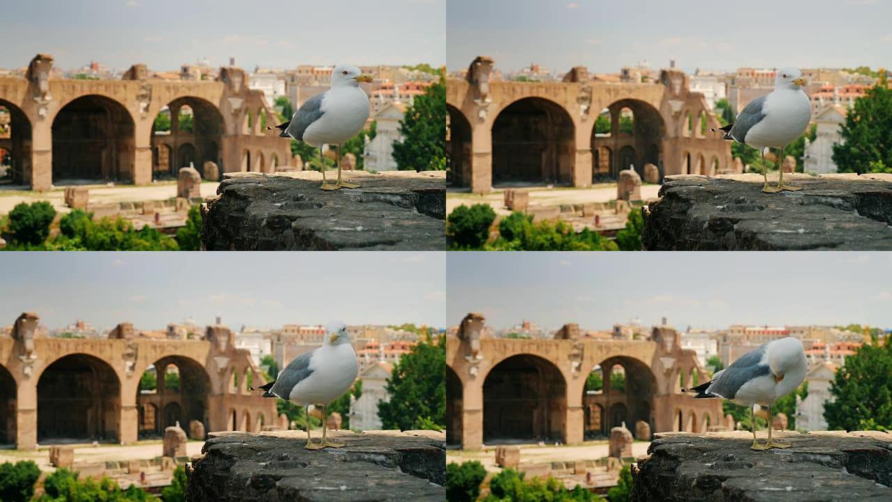 海鸥坐落在罗马和罗马广场的背景城市景观上