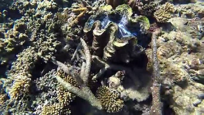 斐济水下巨蛤 (Tridacna gigas)