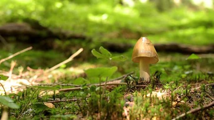 从苔藓中生长的蘑菇