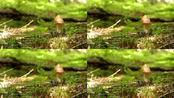 从苔藓中生长的蘑菇