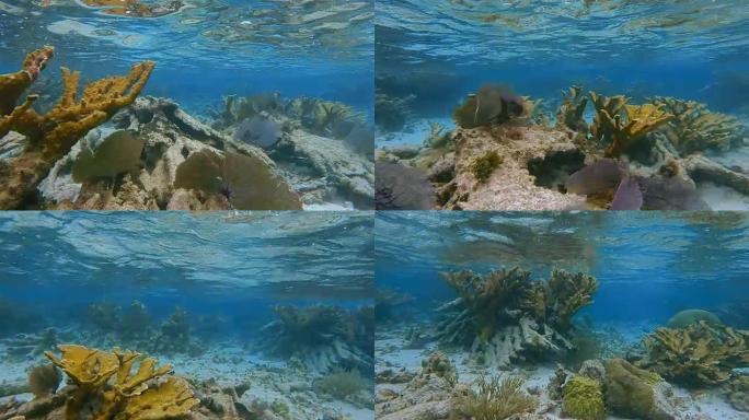 美丽的珊瑚礁上的海洋生物与Elkhorn珊瑚和紫色柳珊瑚海扇在荷婵海洋保护区加勒比海-伯利兹堡礁/龙