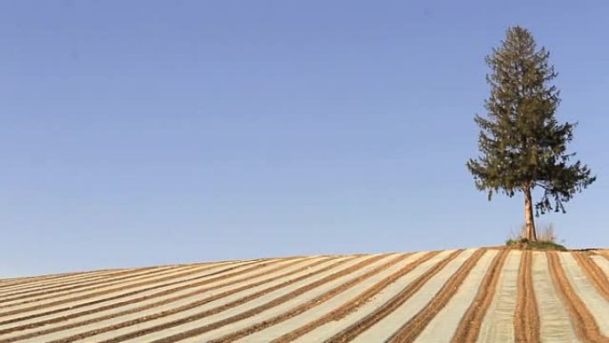 Biei山的凹痕玉米田/农业方法用乙烯基片覆盖山脊