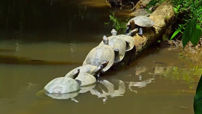一排乌龟
