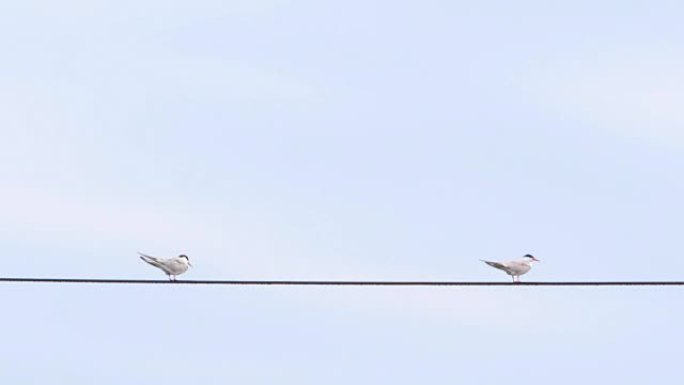 两只坐在电线上的海鸥