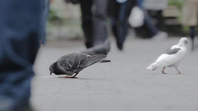 鸽子在中央公园特写240fps慢动作纽约2016