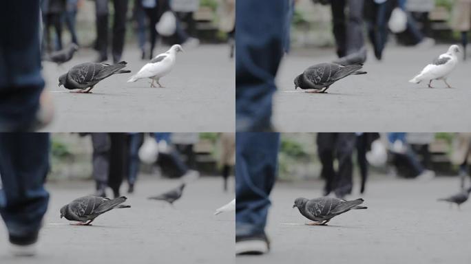 鸽子在中央公园特写240fps慢动作纽约2016