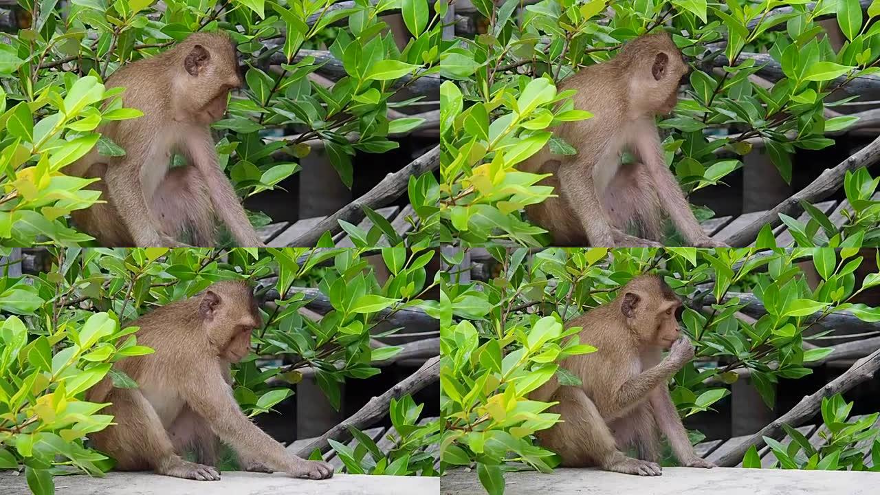 小猴子坐在墙上