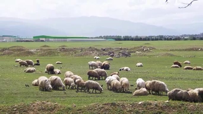 群山背景下的田野上放牧的羊群
