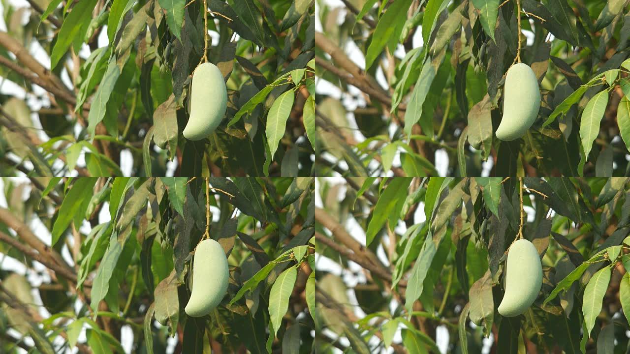 树上的年轻芒果
