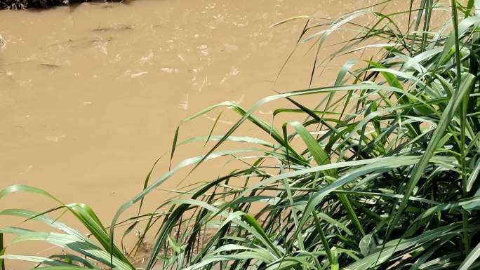 黄泥水河水浊水污大雨过后的河水水边植物