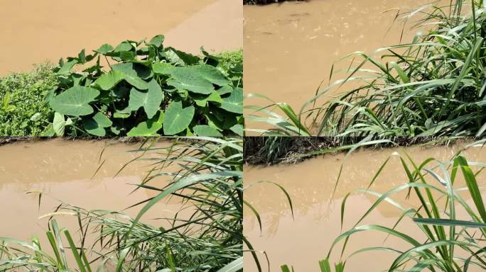 黄泥水河水浊水污大雨过后的河水水边植物