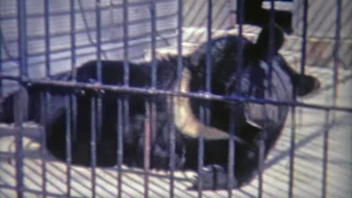1973: 熊在不人道的小笼子里打滚。